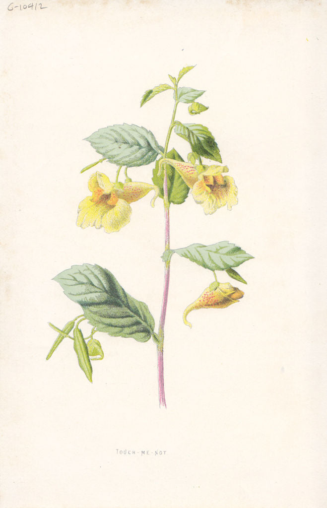 FLOWERS. Touch-Me-Not c1895 old antique vintage print picture
